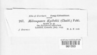 Pucciniastrum epilobii image